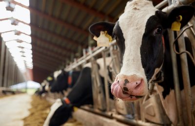 Biogas news: Biogas, waste to energy and AD grow stronger in Canada, Brazil, Ireland and Estonia